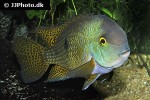 hypsophrys nicaraguensis hypsophrys nicaraguensis