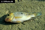 hypsophrys nicaraguensis hypsophrys nicaraguensis