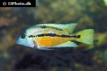 hypsophrys nicaraguensis hypsophrys nicaraguensis
