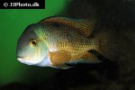hypsophrys nicaraguensis hypsophrys nicaraguensis