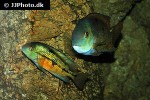 hypsophrys nicaraguensis hypsophrys nicaraguensis