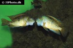 hypsophrys nicaraguensis hypsophrys nicaraguensis