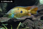 hypsophrys nicaraguensis hypsophrys nicaraguensis