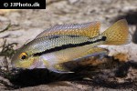 hypsophrys nicaraguensis hypsophrys nicaraguensis