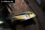 hypsophrys nicaraguensis hypsophrys nicaraguensis