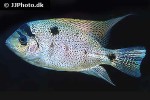 maskaheros argenteus maskaheros argenteus