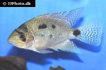 maskaheros argenteus maskaheros argenteus