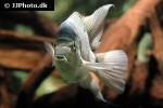 maskaheros argenteus maskaheros argenteus