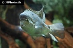 maskaheros argenteus maskaheros argenteus