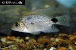 maskaheros argenteus maskaheros argenteus
