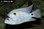 maskaheros argenteus maskaheros argenteus