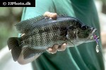 mayaheros urophthalmus mayaheros urophthalmus