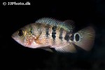 mayaheros urophthalmus mayaheros urophthalmus