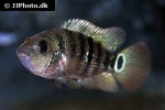 mayaheros urophthalmus mayaheros urophthalmus