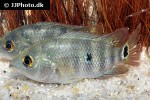 mayaheros urophthalmus mayaheros urophthalmus
