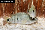 mayaheros urophthalmus mayaheros urophthalmus
