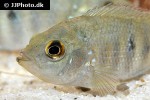 mayaheros urophthalmus mayaheros urophthalmus