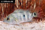 mayaheros urophthalmus mayaheros urophthalmus