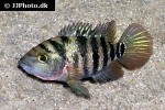 mayaheros urophthalmus mayaheros urophthalmus