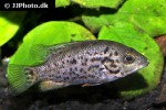 nandopsis tetracanthus nandopsis tetracanthus