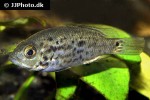 nandopsis tetracanthus nandopsis tetracanthus