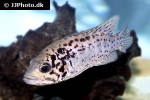 nandopsis tetracanthus nandopsis tetracanthus