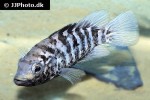 nandopsis tetracanthus nandopsis tetracanthus