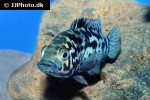 nandopsis tetracanthus nandopsis tetracanthus