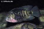 oscura heterospila oscura heterospila