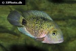 oscura heterospila oscura heterospila
