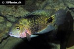 oscura heterospila oscura heterospila