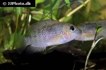 panamius panamensis panamius panamensis
