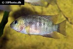 panamius panamensis panamius panamensis