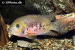 panamius panamensis panamius panamensis