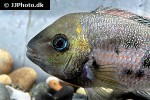 panamius panamensis panamius panamensis