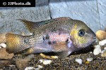 panamius panamensis panamius panamensis
