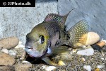 panamius panamensis panamius panamensis