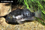 panamius panamensis panamius panamensis