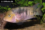 panamius panamensis panamius panamensis