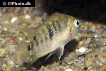 panamius panamensis panamius panamensis