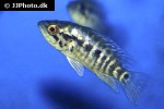 parachromis dovii parachromis dovii
