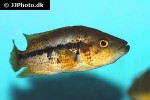 parachromis dovii parachromis dovii