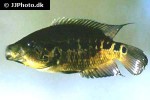 parachromis friedrichsthalii parachromis friedrichsthalii