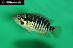parachromis loisellei parachromis loisellei