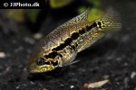parachromis loisellei parachromis loisellei