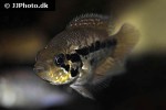 parachromis loisellei parachromis loisellei