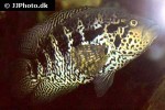 parachromis managuensis parachromis managuensis