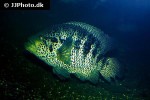 parachromis managuensis parachromis managuensis