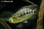 parachromis managuensis parachromis managuensis