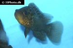 parachromis managuensis parachromis managuensis